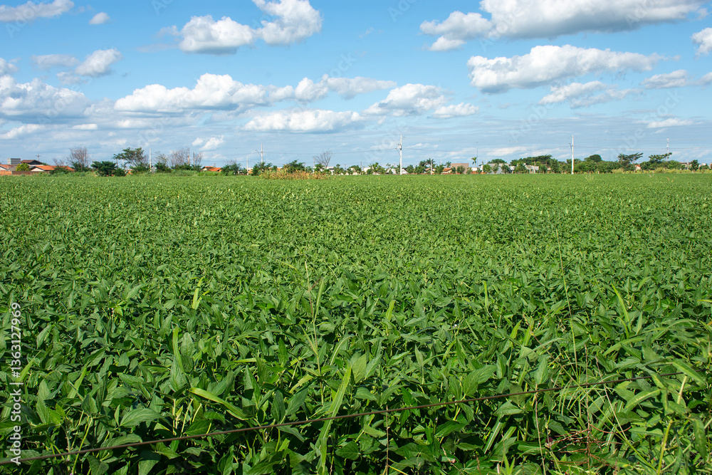 Soybean plantation on a farm in the city of Dourados - MS - Brazil Soybean plantation on a farm in the city of Dourados - MS - Brazil