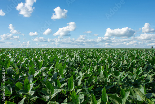 Soybean plantation on a farm in the city of Dourados - MS - Brazil