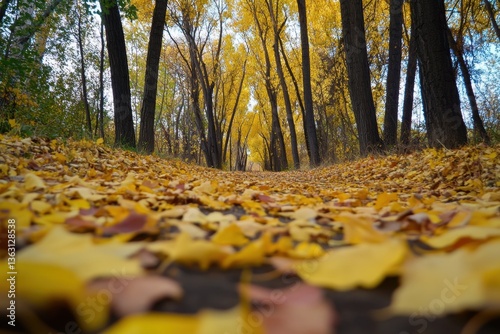 Autumn forest path with yellow fallen leaves	