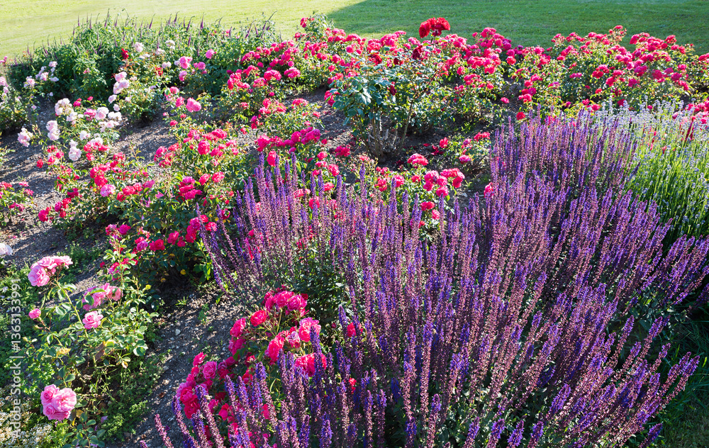 flowerbed with purple salvia and pink roses