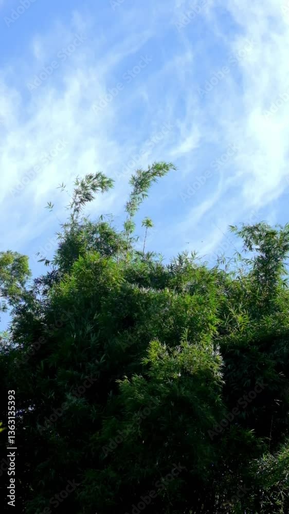 Vertical view of bamboo grove swaying in the wind.Dense tropical rain forest.Ecology and environment concept.Footage 4K,60Fps