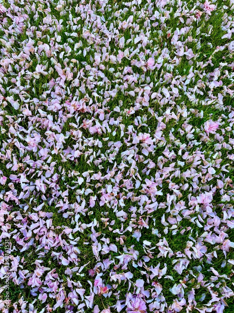 Fallen flower petals Fallen flower petals