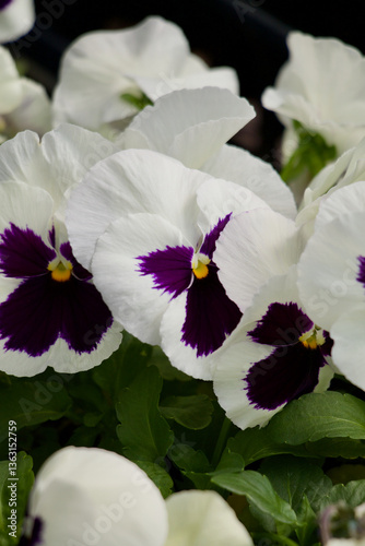 White Pansy Flowers Blooming Spring Time 