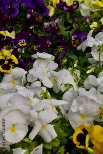 White Pansy Flowers Blooming Spring Time 