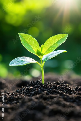 Vibrant green seedling emerging from rich soil in sunlit garden. photo