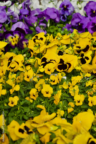 Yellow Pansy Flowers Blooming Spring 
