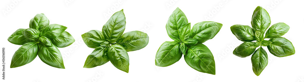 Fresh Basil Leaves for Culinary Use and Food Decoration Ideas, PNG bundle collection, Isolated on Transparent Background Fresh Basil Leaves for Culinary Use and Food Decoration Ideas, PNG bundle collection, Isolated on Transparent Background