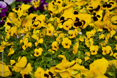 Yellow Pansy Flowers Blooming Spring 