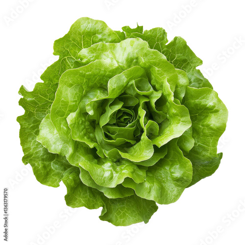 Obraz na płótnie Freshly harvested green lettuce head ready for salads and cooking w salonie