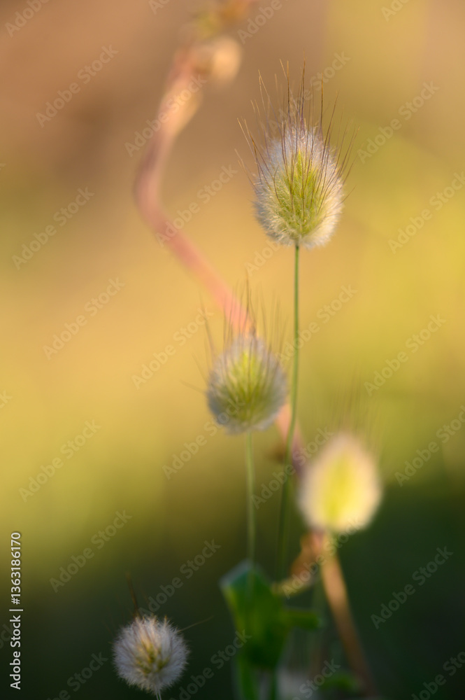 Delicate wildflowers sway gently in the warm glow of sunset, capturing the essence of nature's beauty Delicate wildflowers sway gently in the warm glow of sunset, capturing the essence of nature's beauty