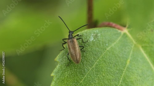 A brown beetle crawls on a green leaf and wiggles its whiskers