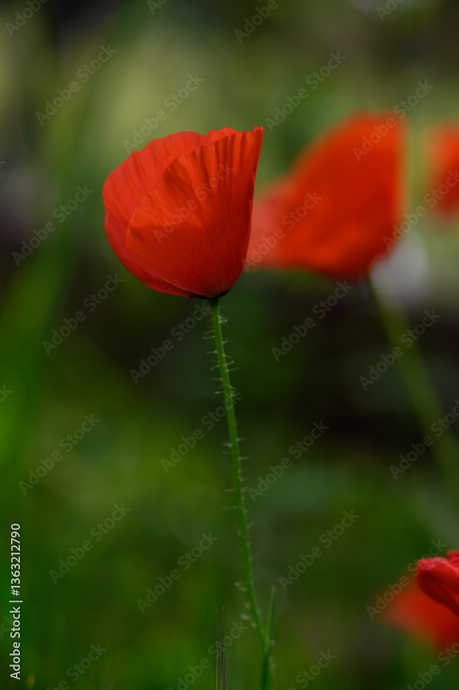Vibrant red poppies sway gently in the soft breeze of a sunlit meadow during springtime bloom Vibrant red poppies sway gently in the soft breeze of a sunlit meadow during springtime bloom