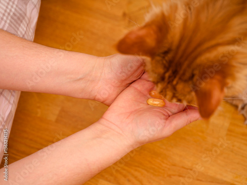 A woman giving Omega 3 softgels to her red Maine Coon cat. Close up.