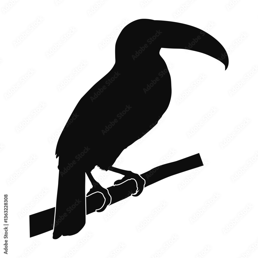Fototapeta premium Vector silhouette of a realistic Toucan - black animal illustration, isolated on white background
