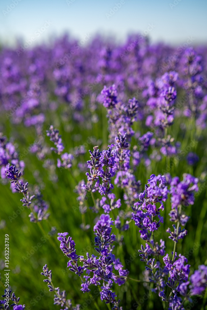 Beautiful image of lavender field over summer sunrise landscape. Blooming lavender field close-up.