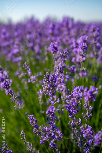 Obraz na płótnie Beautiful image of lavender field over summer sunrise landscape. Blooming lavender field close-up. w salonie