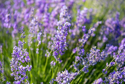 Obraz na płótnie Beautiful image of lavender field over summer sunrise landscape. Blooming lavender field close-up. w salonie
