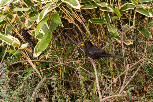 Thrush,Turbus merula sits on branch ofdense bush. Bird with glossy black plumage stands out against greenery with its bright eyes. Concept ornithological, natural themes. photo