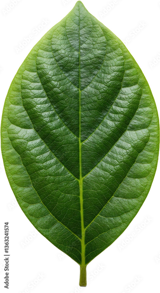 Obraz premium green leaf isolated