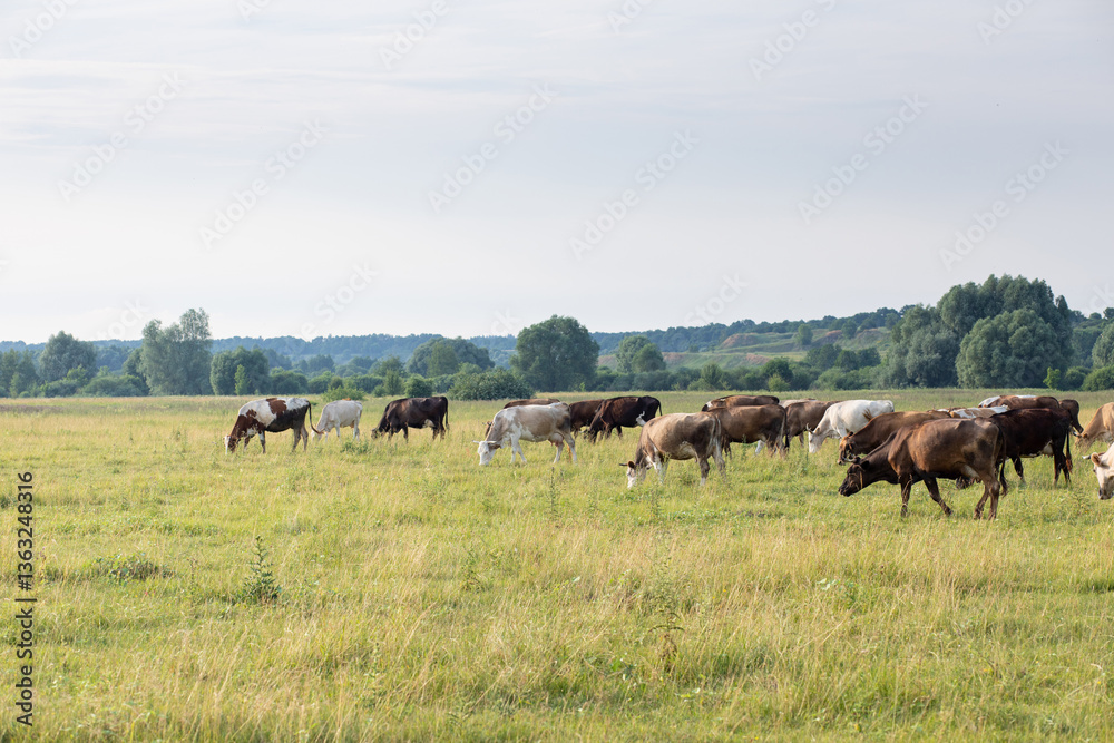 Cows grazing freely in a green meadow . Cows grazing freely in a green meadow .