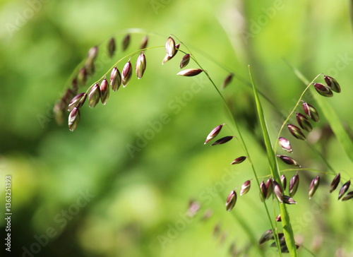 Foto The wild plant melica nutans grows in the forest