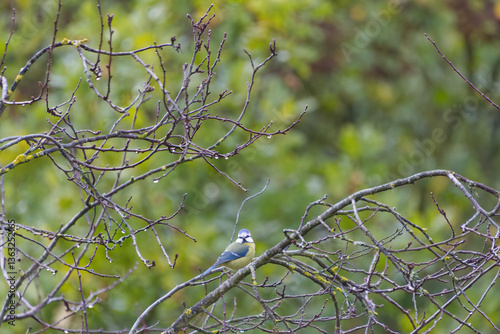 blue tit on a branch with a green background, blue tit on a tree, green leaves in the background, idyllic place, idyllic scene, cute Cyanistes caeruleus