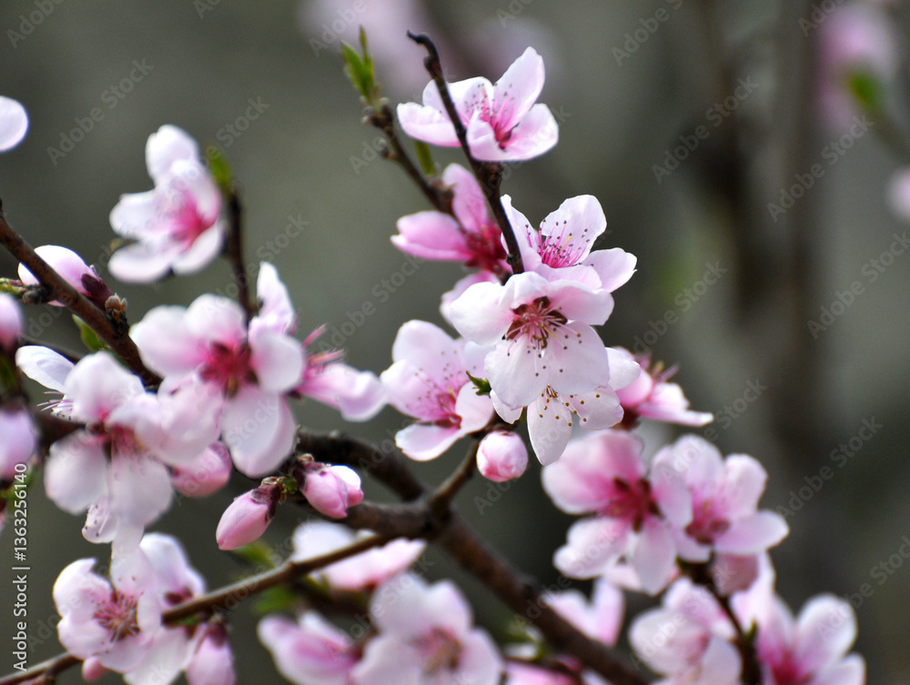 A peach blossoms on a tree branch A peach blossoms on a tree branch