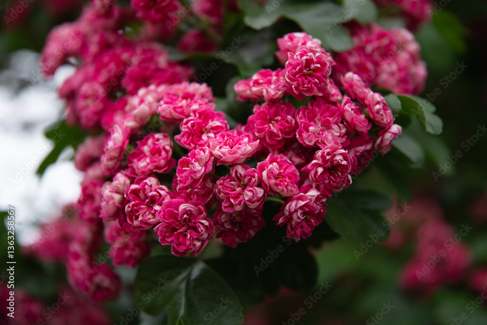 Summer flower landscape. Close Up of summer hawthorn tree pink flowers. Hawthorn flowers, blooming in summer garden.