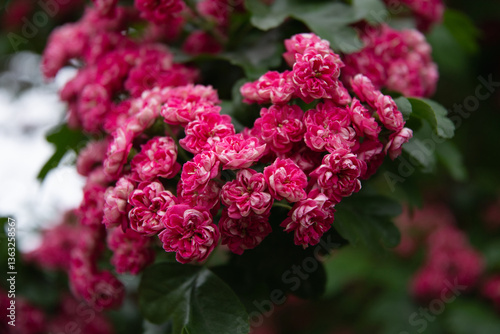 Obraz na płótnie Summer flower landscape. Close Up of summer hawthorn tree pink flowers. Hawthorn flowers, blooming in summer garden. w salonie
