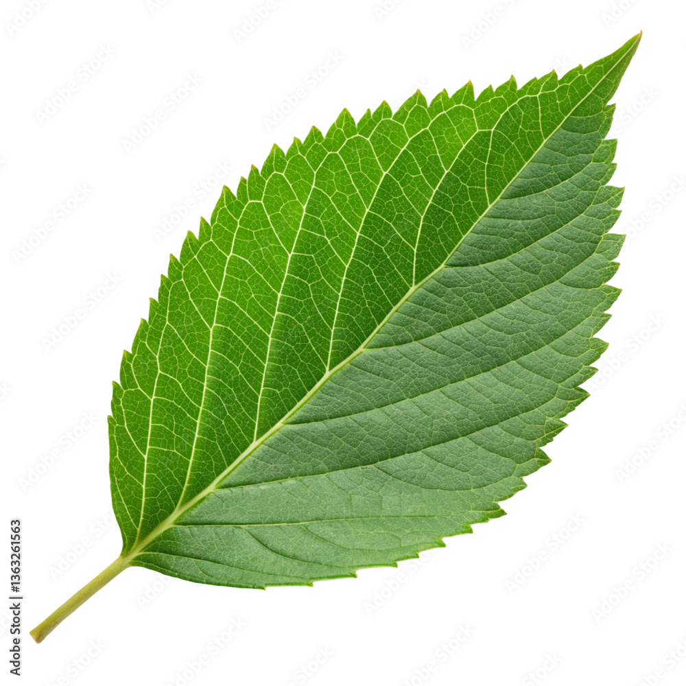 Obraz premium Green leaf isolated on transparent background 