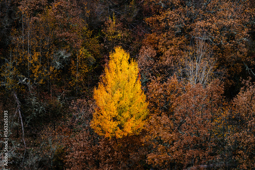 A radiant beech tree in Montejo, Spain, blazes with yellow foliage amid the autumn forest. photo