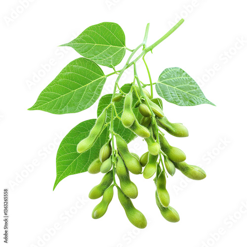 Green Soybean Plant Closeup.