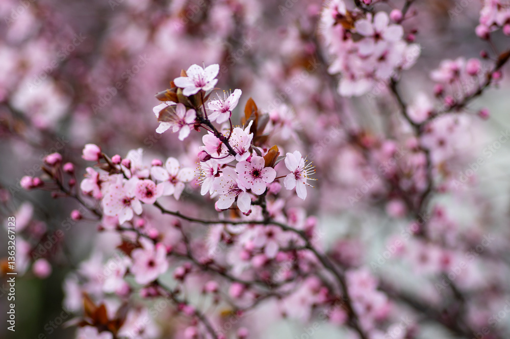 Canadian black plum Prunus nigra light pink flowers in bloom, beautiful flowering ornamental shrub with brown red leaves