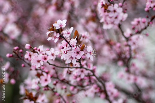 Obraz na płótnie Canadian black plum Prunus nigra light pink flowers in bloom, beautiful flowering ornamental shrub with brown red leaves w salonie