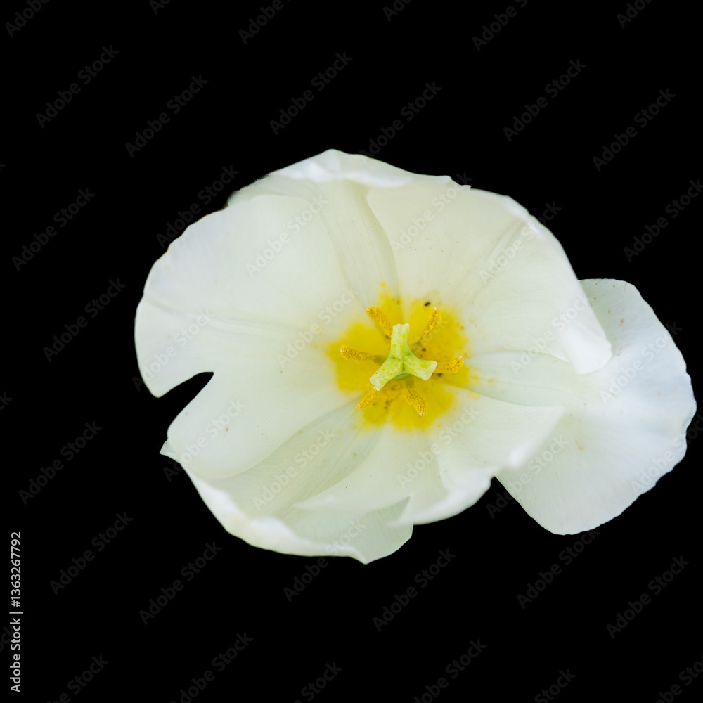 Fototapeta premium Colorful flowers in the park garden