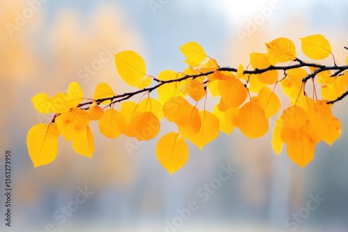 Autumnal branch with vibrant yellow leaves photo