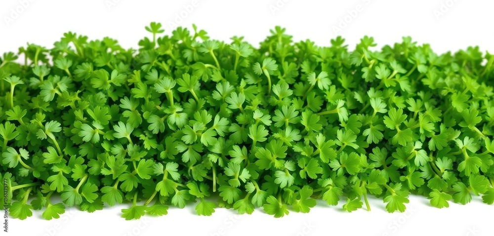 Obraz premium A vibrant heap of fresh cress leaves, isolated on pure white, cress, spring