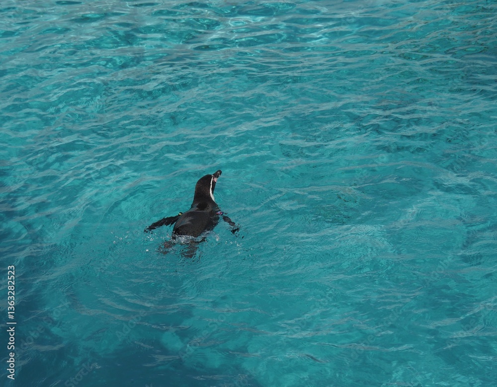 Obraz premium ペンギン