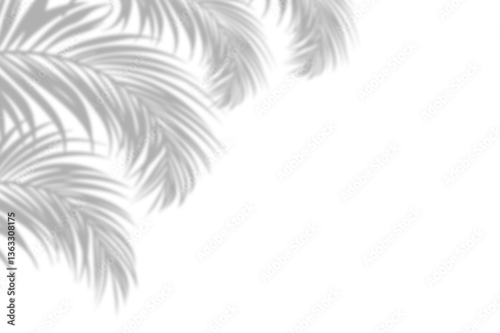Fototapeta premium Blurred palm leaf shadow on white background 26-03-25