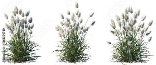 Φωτογραφία Set of Lagurus ovatus (hare's-tail grass or bunnytail) isolated frontal png on a