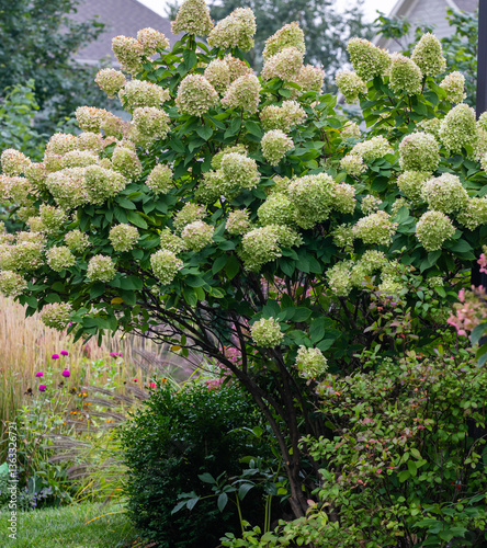 Εκτύπωση καμβά Beautiful limelight hydrangea bush in full bloom in late summer /early fall lends a romantic feel to the corner of the house