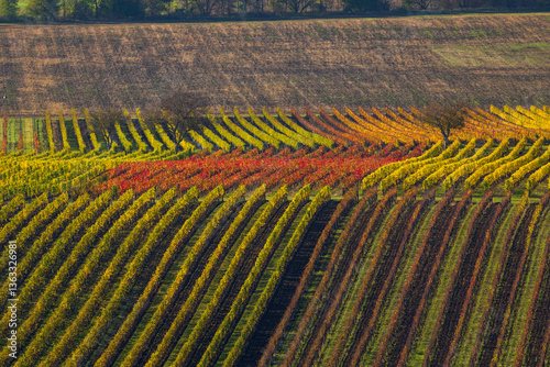 Autumn vineyard near Velke Bilovice, Southern Moravia, Czech Republic photo