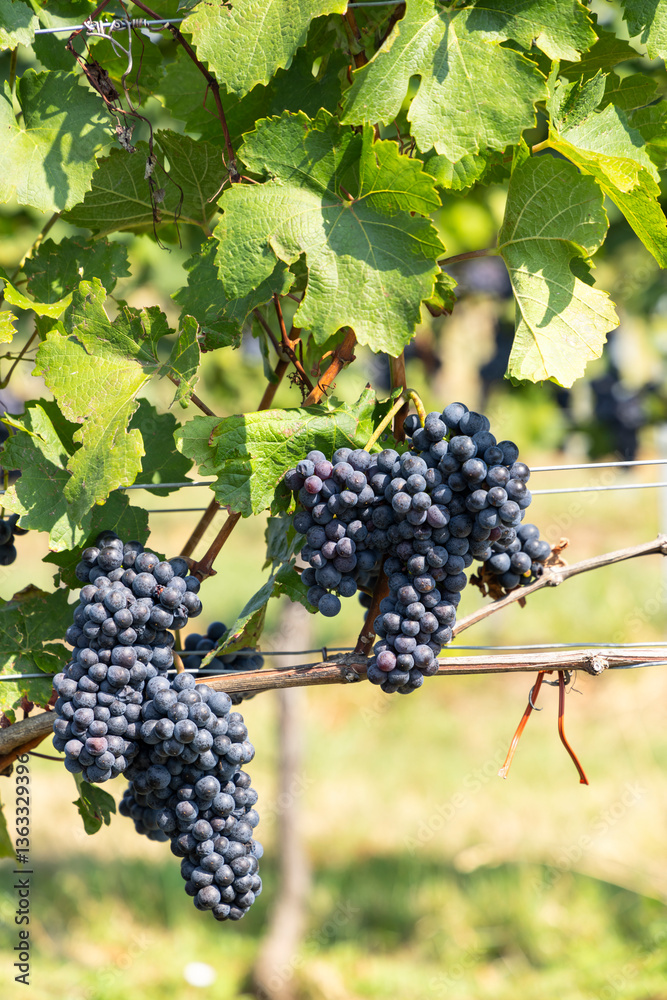 Vineyard with Zweigeltrebe (Zweigeltrebe Blau), Lower Austria, Austria