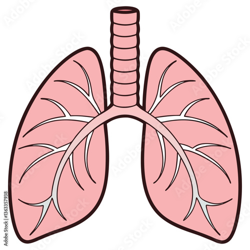 Human Lungs Anatomy with Bronchioles and Trachea on White