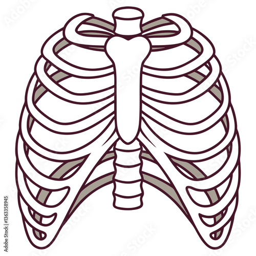 Anatomical Rib Cage Structure Outline on Transparent Background