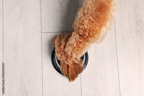 Cute dog eating pet food from feeding bowl on floor, top view