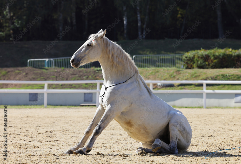 Sitting funny dressage horse on the sand platz. Side view. Horse tricks. Outdoor background