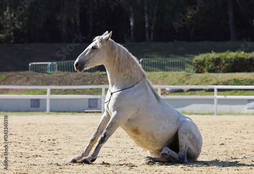 Obraz na płótnie Sitting funny dressage horse on the sand platz. Side view. Horse tricks. Outdoor background w salonie