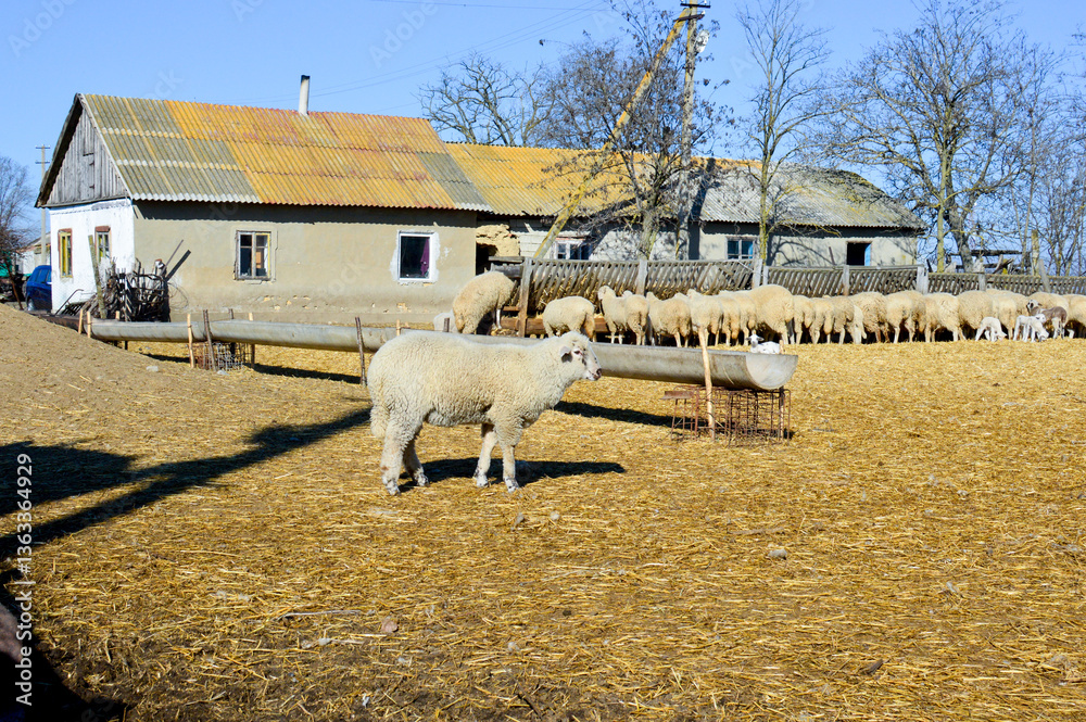 Obraz premium a flock of sheep on a farm