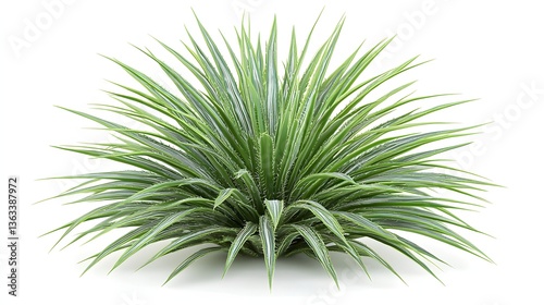 Lush Green Succulent Plant with Spiky Leaves and Vibrant Foliage Ideal for Garden Decoration